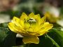 Ranunculus ficaria Pietmonds Double1
